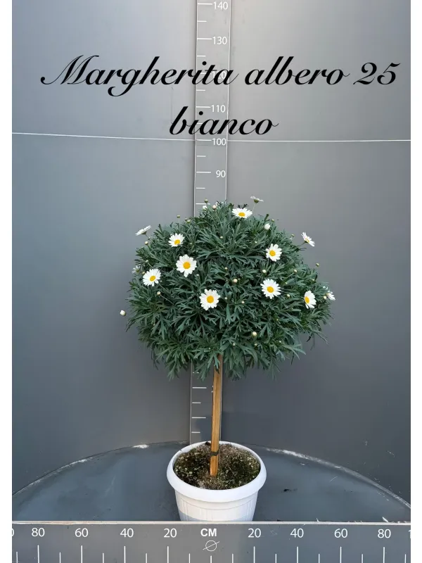 Margherita bianca alberello 27/30 h. 110 V. 30 cm - Riviera Quality Societa' Agricola Cooperativa