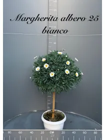 Margherita bianca alberello 27/30 h. 110 V. 30 cm - Riviera Quality Societa' Agricola Cooperativa