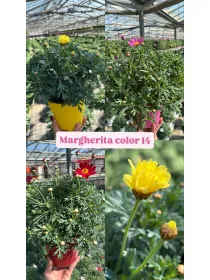 Margherita color 14 V. 14 cm - Riviera Quality Societa' Agricola Cooperativa