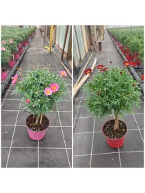 Margherita color alb. 14 V. 14 cm - Riviera Quality Societa' Agricola Cooperativa