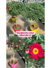 Margherita color alb. 25 V. 25 cm - Riviera Quality Societa' Agricola Cooperativa