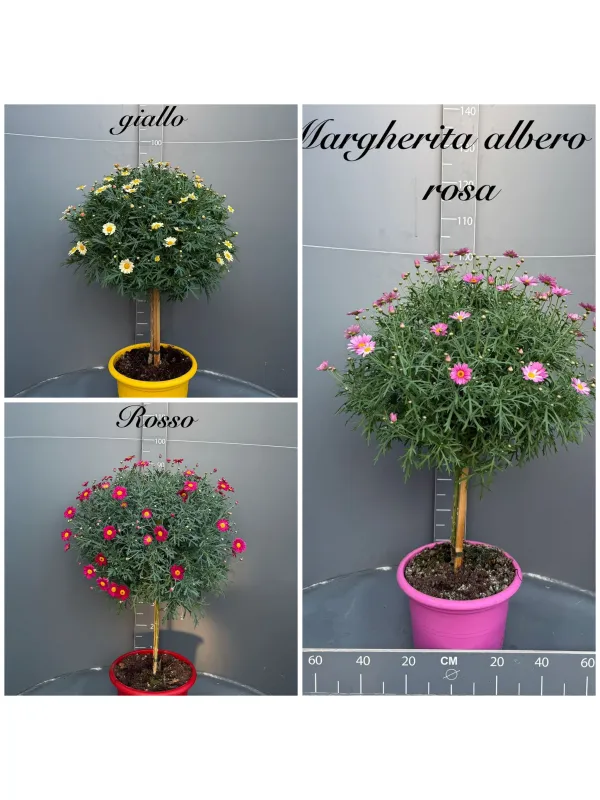 Margherita color alb. 30 V. 30 cm - Riviera Quality Societa' Agricola Cooperativa