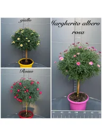 Margherita color alb. 30 V. 30 cm - Riviera Quality Societa' Agricola Cooperativa