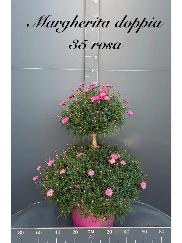 Margherita color doppia palla 35 h. 90 V. 35 cm - Riviera Quality Societa' Agricola Cooperativa