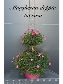 Margherita color doppia palla 35 h. 90 V. 35 cm - Riviera Quality Societa' Agricola Cooperativa