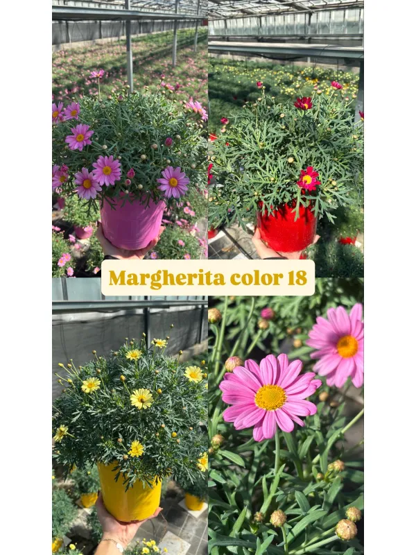 Margherita colorata 18 V. 18 cm - Riviera Quality Societa' Agricola Cooperativa