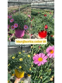 Margherita colorata 18 V. 18 cm - Riviera Quality Societa' Agricola Cooperativa