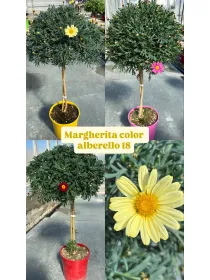 Margherita colorata alb. 18 V. 18 cm - Riviera Quality Societa' Agricola Cooperativa