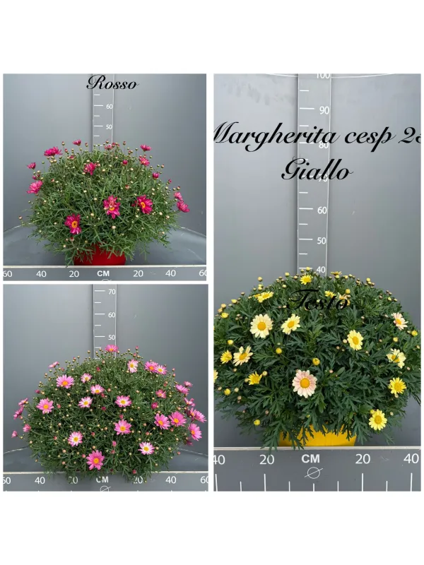 Margherita colorata 25 V. 25 cm - Riviera Quality Societa' Agricola Cooperativa