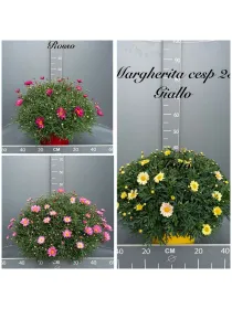 Margherita colorata 25 V. 25 cm - Riviera Quality Societa' Agricola Cooperativa