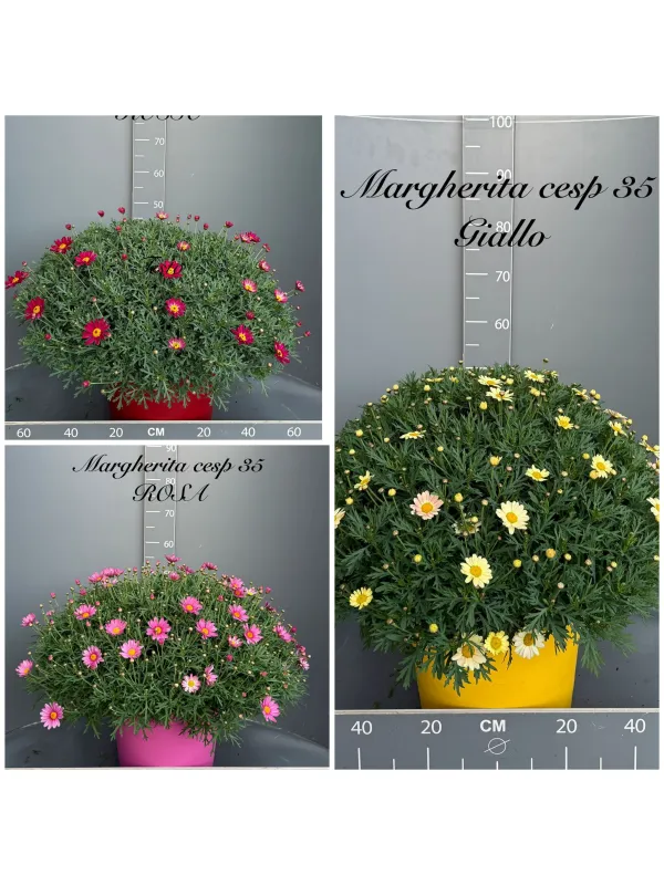 Margherita colorata 35 V. 35 cm - Riviera Quality Societa' Agricola Cooperativa