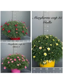 Margherita colorata 35 V. 35 cm - Riviera Quality Societa' Agricola Cooperativa