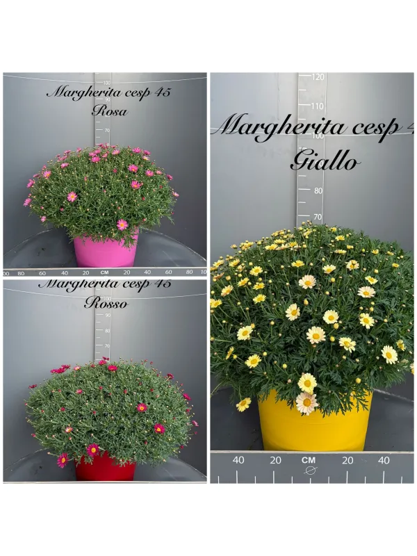 Margherita colorata 45 V. 45 cm - Riviera Quality Societa' Agricola Cooperativa