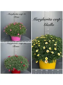 Margherita colorata 45 V. 45 cm - Riviera Quality Societa' Agricola Cooperativa