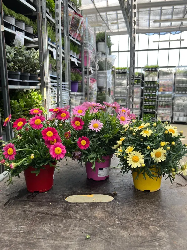 Margherita mix color 10 V. 10 cm - Riviera Quality Societa' Agricola Cooperativa