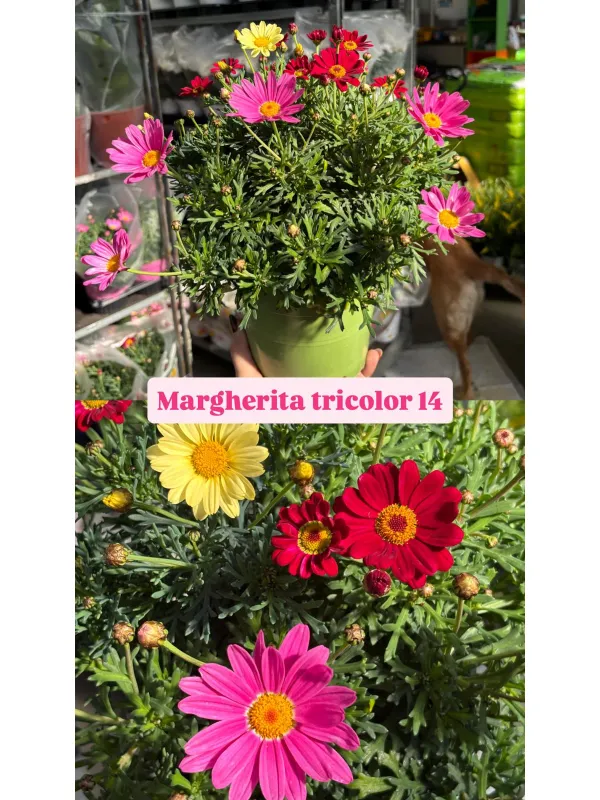 Margherita multicolor 15 V. 14 cm - Riviera Quality Societa' Agricola Cooperativa