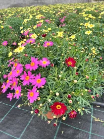 Margherita multicolor 25 V. 25 cm - Riviera Quality Societa' Agricola Cooperativa