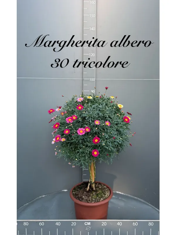 Margherita multicolor alberello 30 V. 30 cm - Riviera Quality Societa' Agricola Cooperativa
