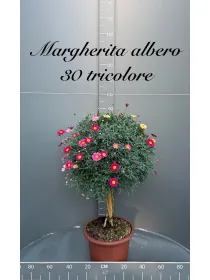 Margherita multicolor alberello 30 V. 30 cm - Riviera Quality Societa' Agricola Cooperativa