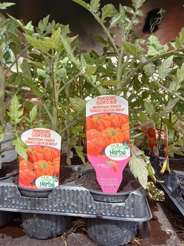 Piantine pomodoro cuor bue innestato 10 V. 10 cm - Riviera Quality Societa' Agricola Cooperativa