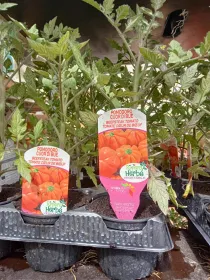 Piantine pomodoro cuor bue innestato 10 V. 10 cm - Riviera Quality Societa' Agricola Cooperativa