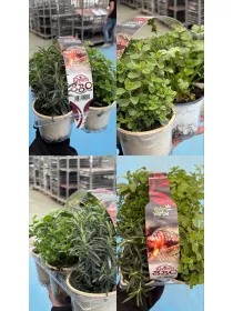 Riviera bbq pack da 6 V. 9 cm - Riviera Quality Societa' Agricola Cooperativa