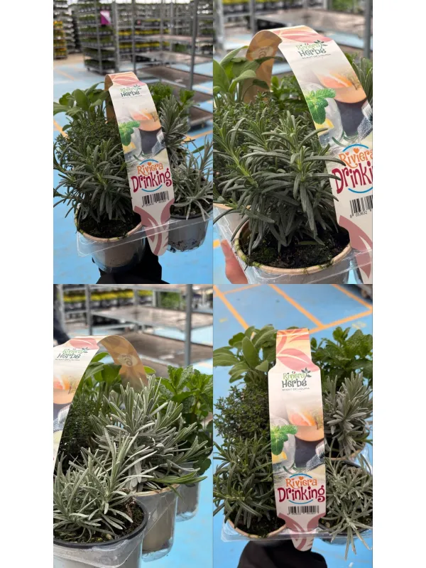 Riviera drinking pack da 6 V. 9 cm - Riviera Quality Societa' Agricola Cooperativa