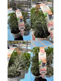 Riviera drinking pack da 6 V. 9 cm - Riviera Quality Societa' Agricola Cooperativa