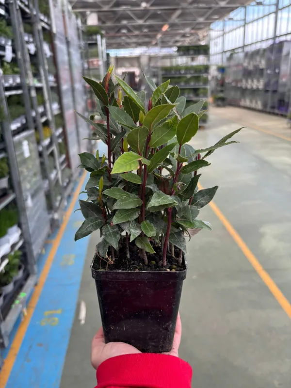 Alloro 10 V. 10 cm - Riviera Quality Societa' Agricola Cooperativa