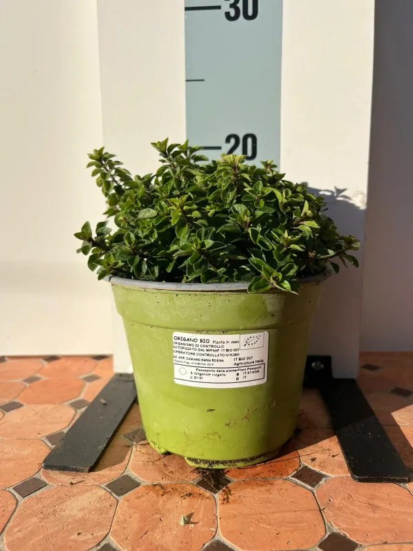 Origano biologico 14 V. 14 cm - Riviera Quality Societa' Agricola Cooperativa