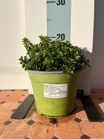 Origano biologico 14 V. 14 cm - Riviera Quality Societa' Agricola Cooperativa