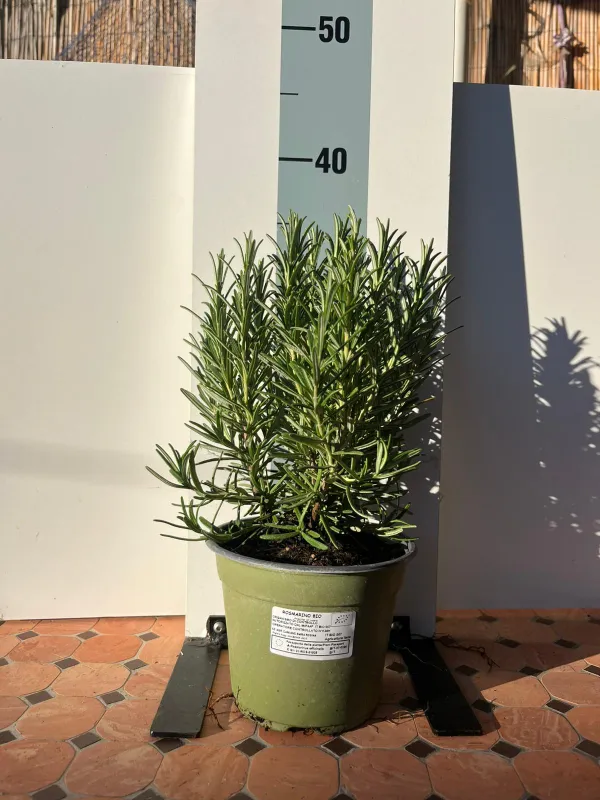 Rosmarino biologico 14 V. 14 cm - Riviera Quality Societa' Agricola Cooperativa