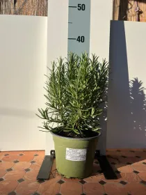 Rosmarino biologico 14 V. 14 cm - Riviera Quality Societa' Agricola Cooperativa