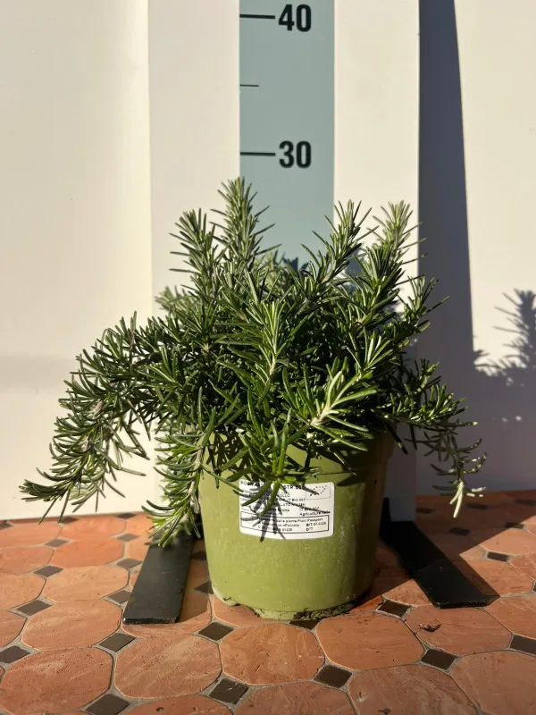Rosmarino prostrato biologico 14 V. 14 cm - Riviera Quality Societa' Agricola Cooperativa