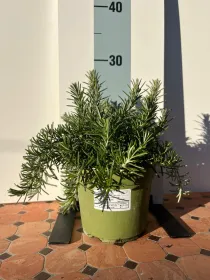 Rosmarino prostrato biologico 14 V. 14 cm - Riviera Quality Societa' Agricola Cooperativa