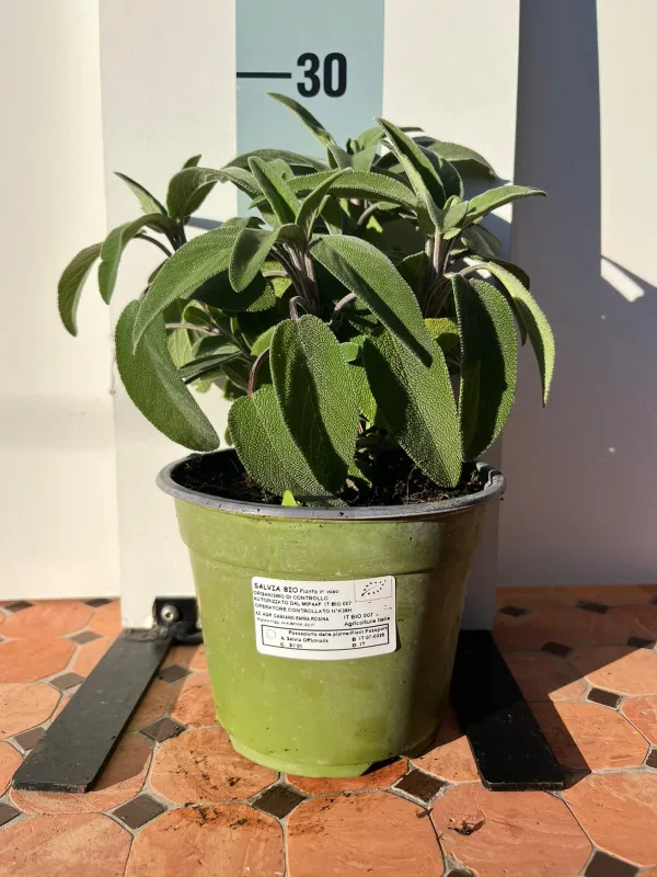 Salvia biologica 14 V. 14 cm - Riviera Quality Societa' Agricola Cooperativa