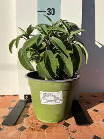 Salvia biologica 14 V. 14 cm - Riviera Quality Societa' Agricola Cooperativa