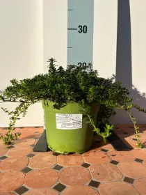 Santoreggia biologica 14 V. 14 cm - Riviera Quality Societa' Agricola Cooperativa