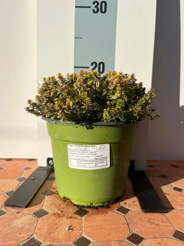 Timo citriodoro aureo bio 14 V. 14 cm - Riviera Quality Societa' Agricola Cooperativa