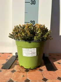 Timo citriodoro aureo bio 14 V. 14 cm - Riviera Quality Societa' Agricola Cooperativa