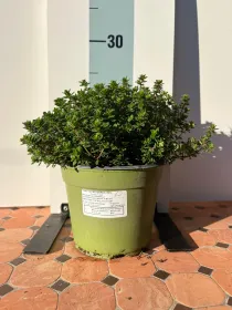 Timo citrodoro biologico 14 V. 14 cm - Riviera Quality Societa' Agricola Cooperativa