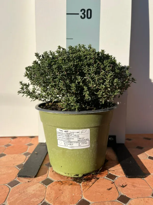 Timo faustini biologico 14 V. 14 cm - Riviera Quality Societa' Agricola Cooperativa