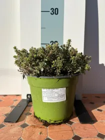 Timo silver queen biologico 14 V. 14 cm - Riviera Quality Societa' Agricola Cooperativa