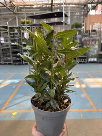 Alloro 14 V. 14 cm - Riviera Quality Societa' Agricola Cooperativa