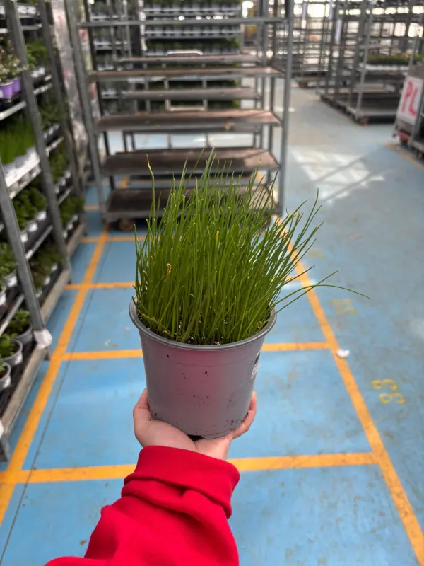 Cipollina 14 V. 14 cm - Riviera Quality Societa' Agricola Cooperativa