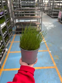 Cipollina 14 V. 14 cm - Riviera Quality Societa' Agricola Cooperativa