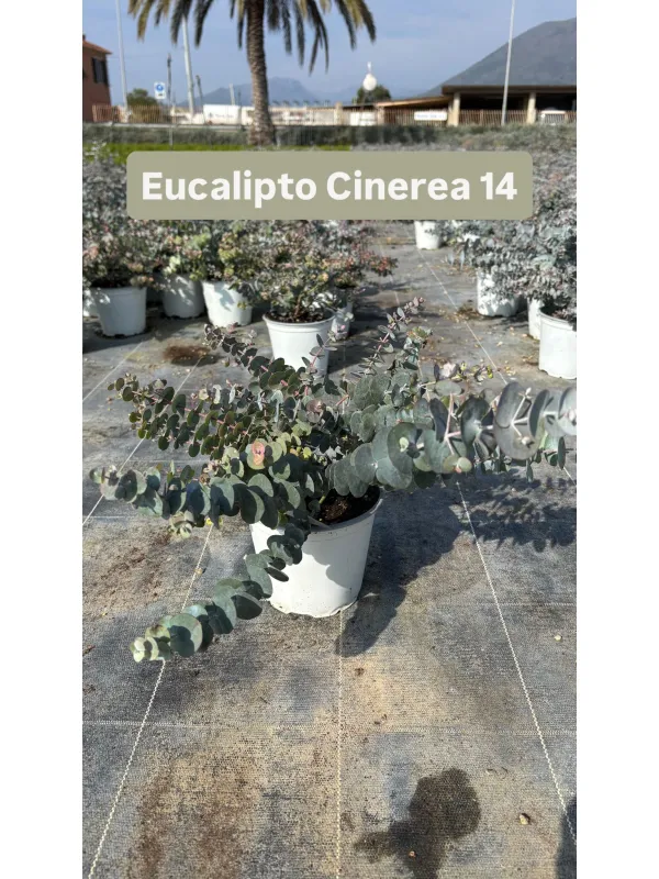 Eucaliptus cinerea 14 V. 14 cm - Riviera Quality Societa' Agricola Cooperativa