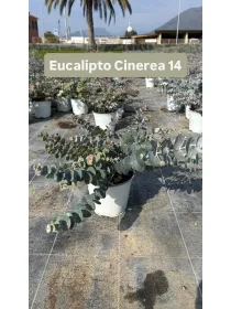 Eucaliptus cinerea 14 V. 14 cm - Riviera Quality Societa' Agricola Cooperativa