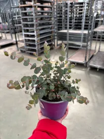 Eucalyptus gunnii 14 V. 14 cm - Riviera Quality Societa' Agricola Cooperativa