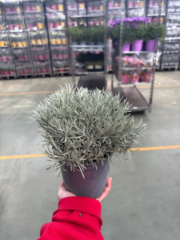 Helichrysum italicum 14 V. 14 cm - Riviera Quality Societa' Agricola Cooperativa